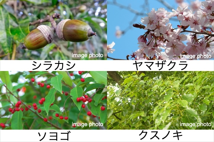 ソライエテラス　イーストの植栽計画
